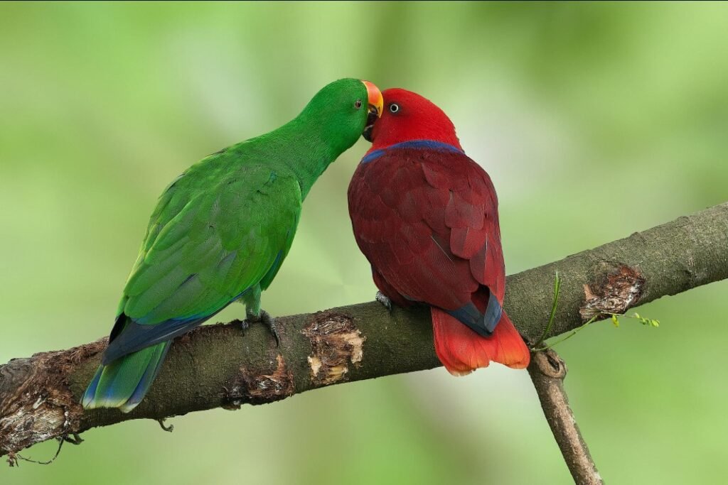 eclectus parrot