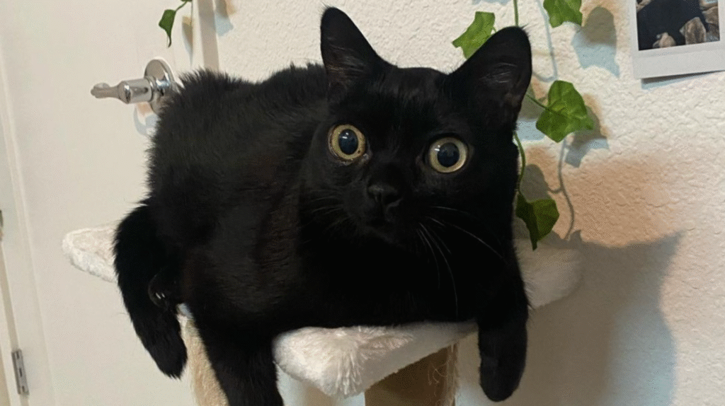 microchip cat reunion jinx